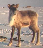 Clyde our pet caribou