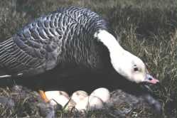 Emperor goose at nest