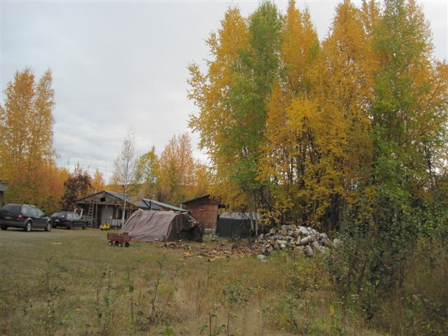 Trees by Jay's firewood pile.