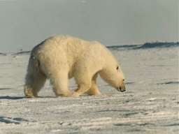 Walking polar bear