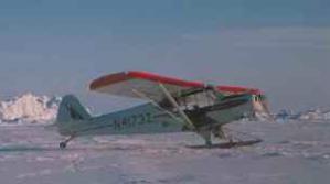 Golden Plover (supercub) on Arctic Ocean pack-ice