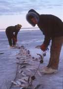 picking fish from net