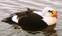 king eider male