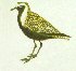 Golden Plover logo