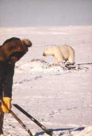 Derek fishing with polar bear near-by