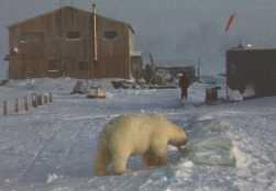 Polar bear sniffing fish sacks near Colville Lodge