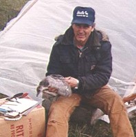 Jim banding juvenile brant