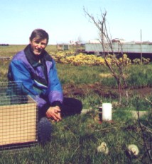 Jim with Ross' geese goslijngs