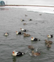 King Eiders at Colville Village