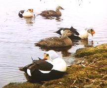 King Eider pairs at Colville Village