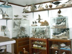 Main museum room - east corner - bird mounts