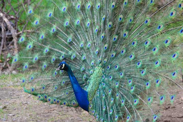 peacock male