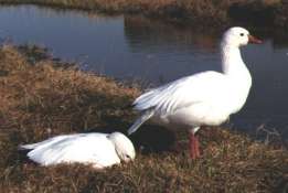 Ross' geese at nest